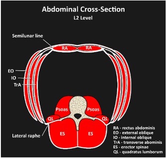 Abdominal Cross Section Image